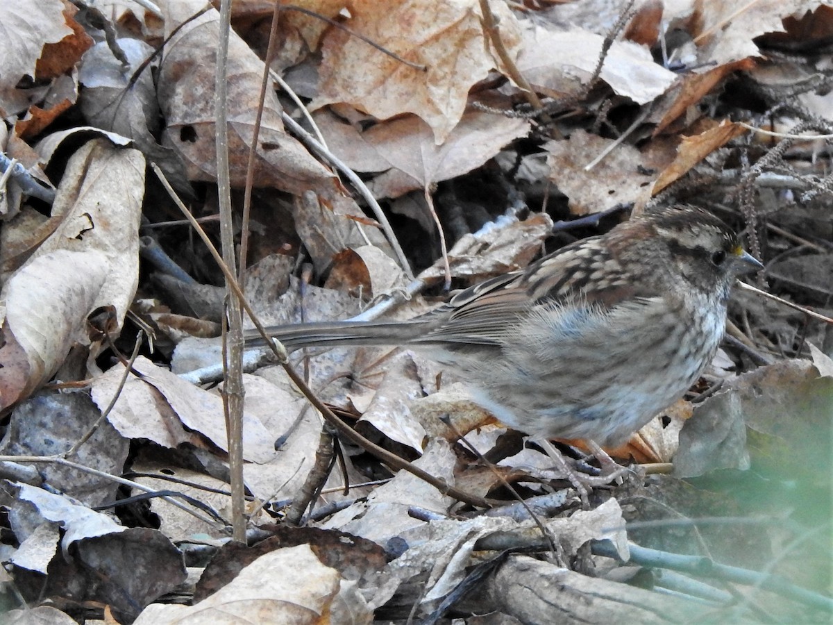 White-throated Sparrow - ML278773531