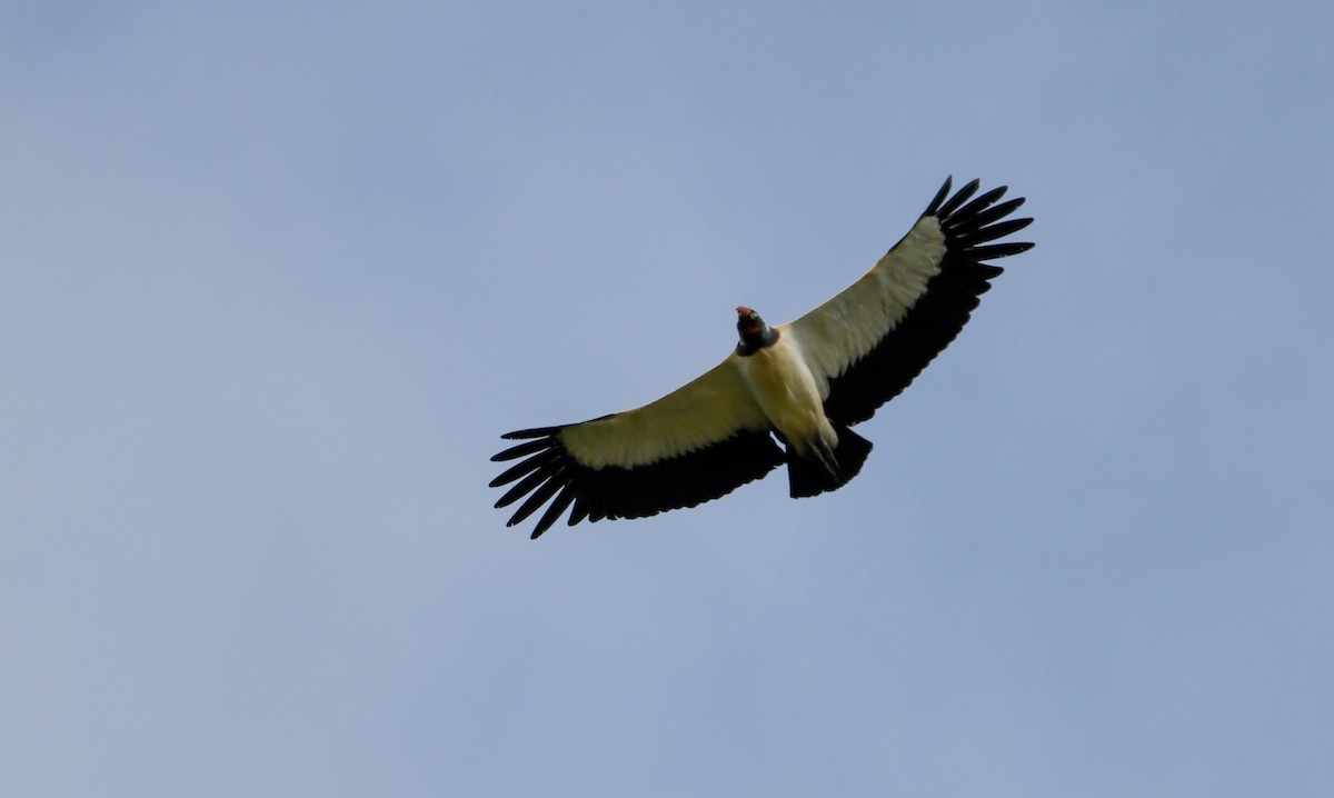 King Vulture - Sean Sime