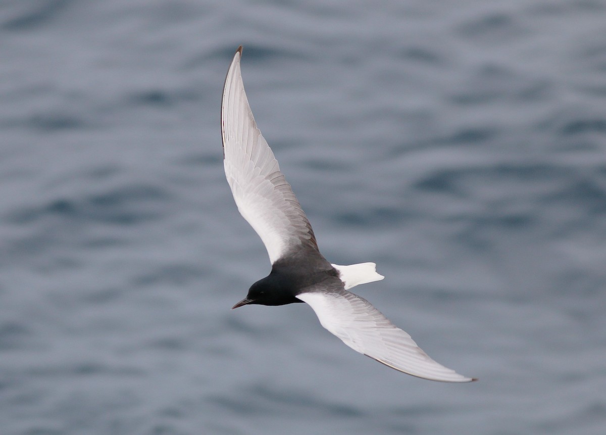 White-winged Tern - ML27877511