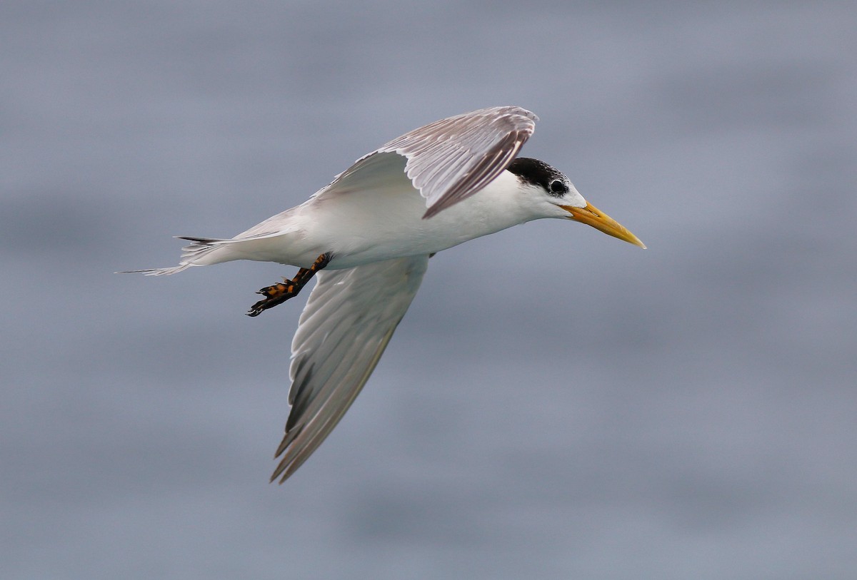 Great Crested Tern - ML27877541