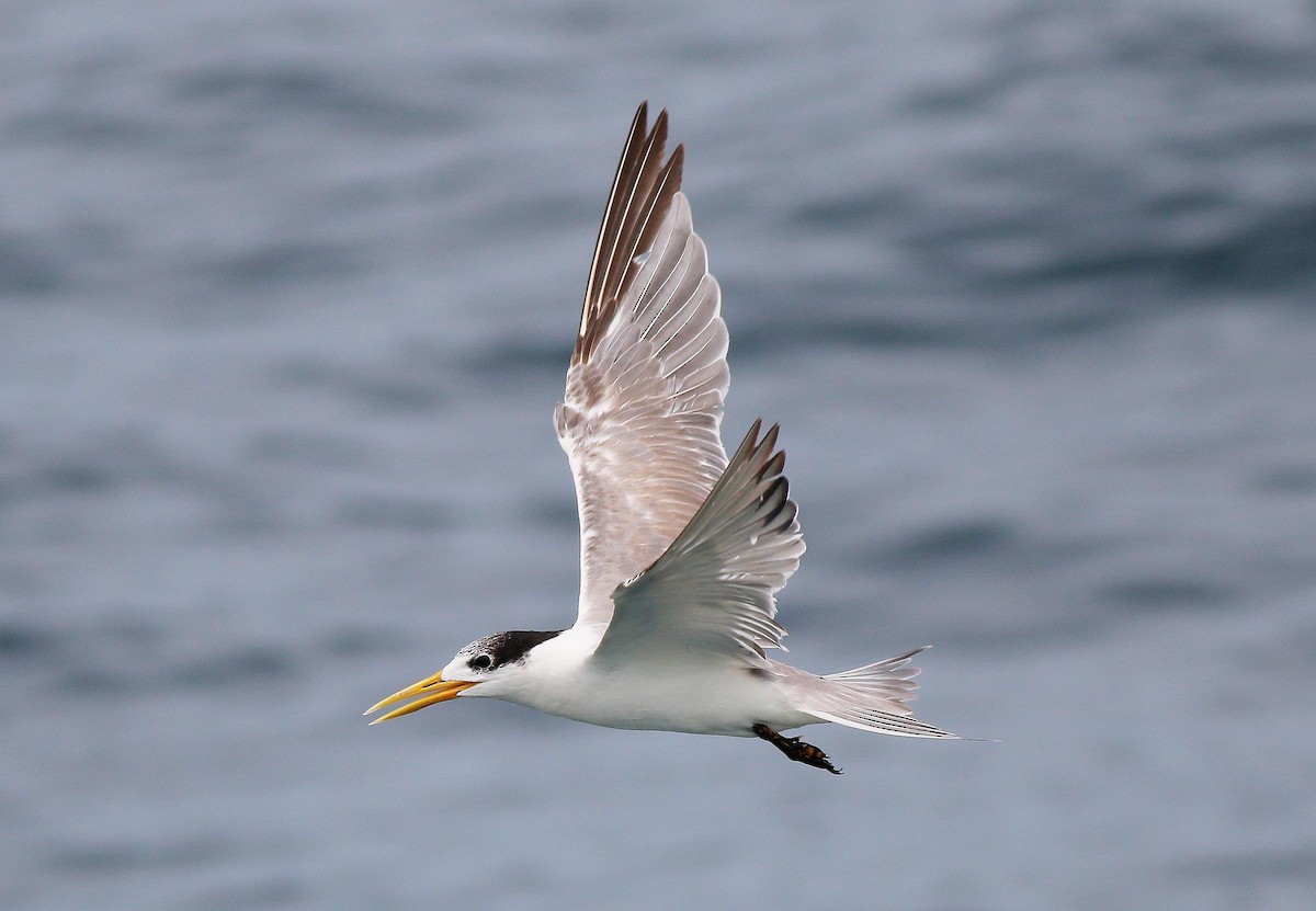 Great Crested Tern - ML27877551