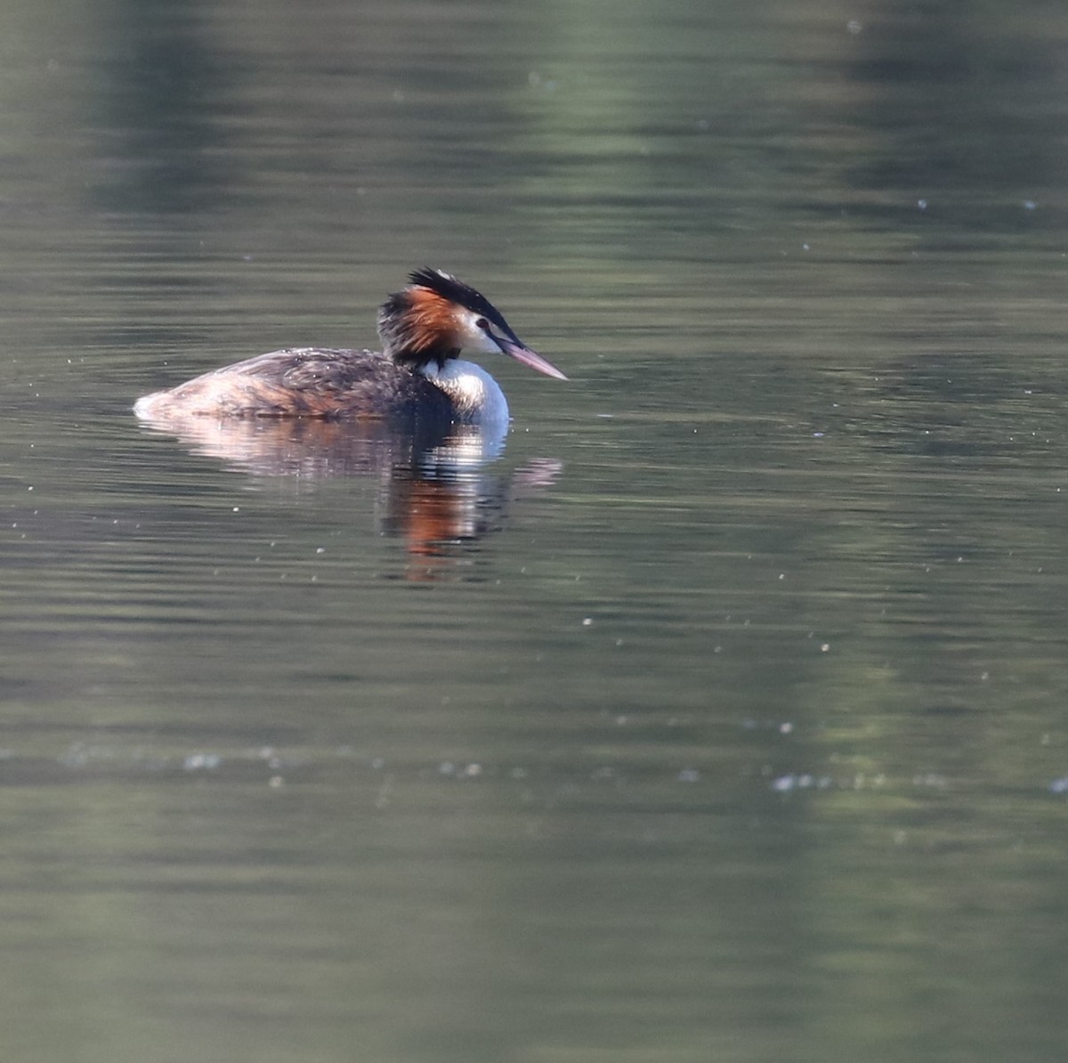 Great Crested Grebe - ML278775751