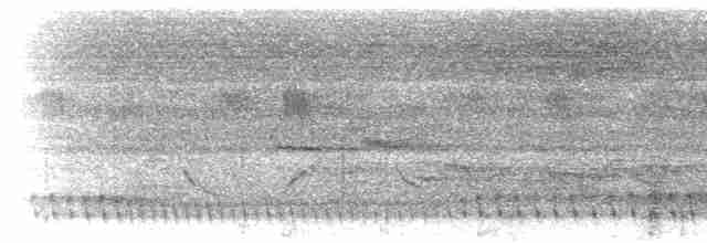 Square-tailed Nightjar - ML278786