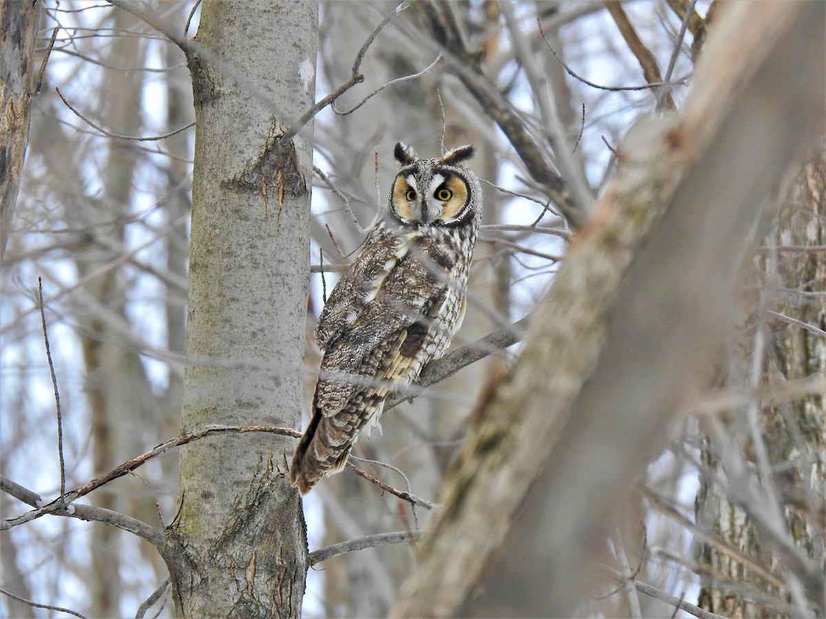 Long-eared Owl - Sylvia Heredia