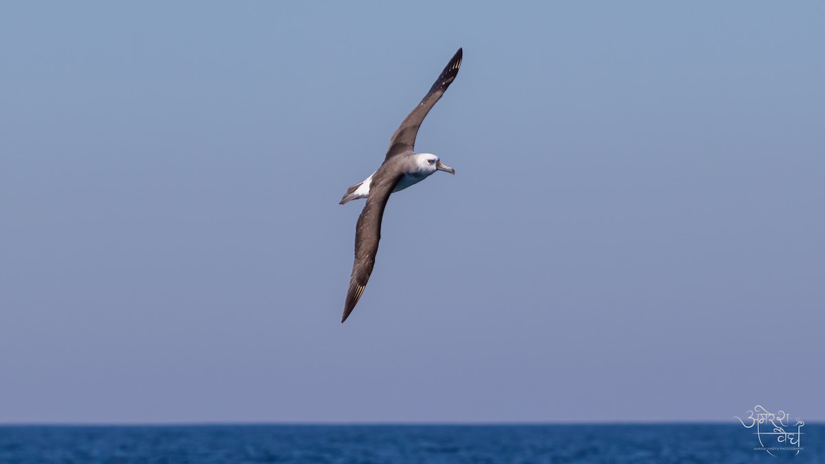Atlantic Yellow-nosed Albatross - Amresh Vaidya