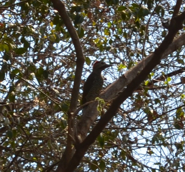Golden-olive Woodpecker - ML278787401