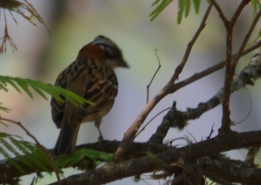 Rufous-collared Sparrow - ML278787621