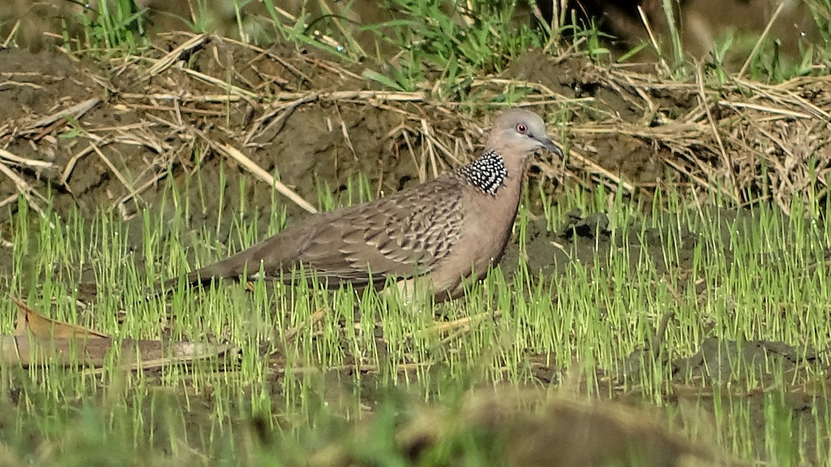 Spotted Dove - ML278790741