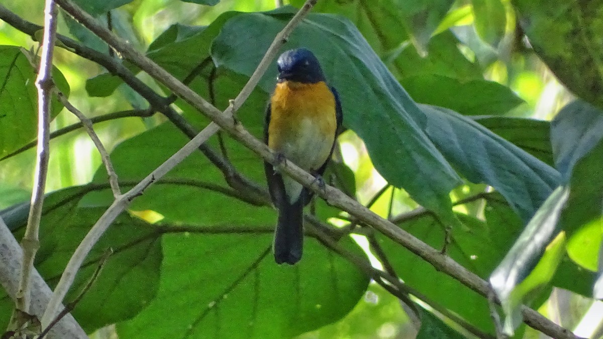 Mangrove Blue Flycatcher - Kim Cancino