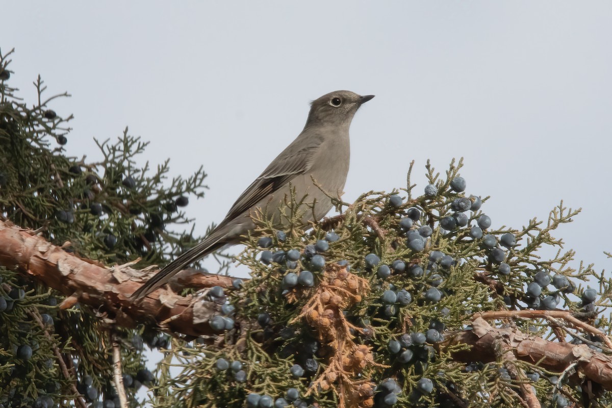 Townsend's Solitaire - ML278796021