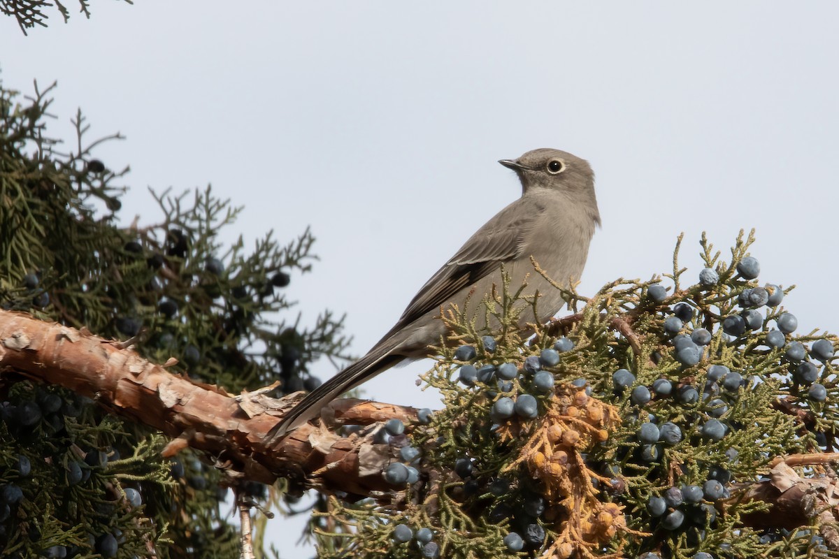 Townsend's Solitaire - ML278796061