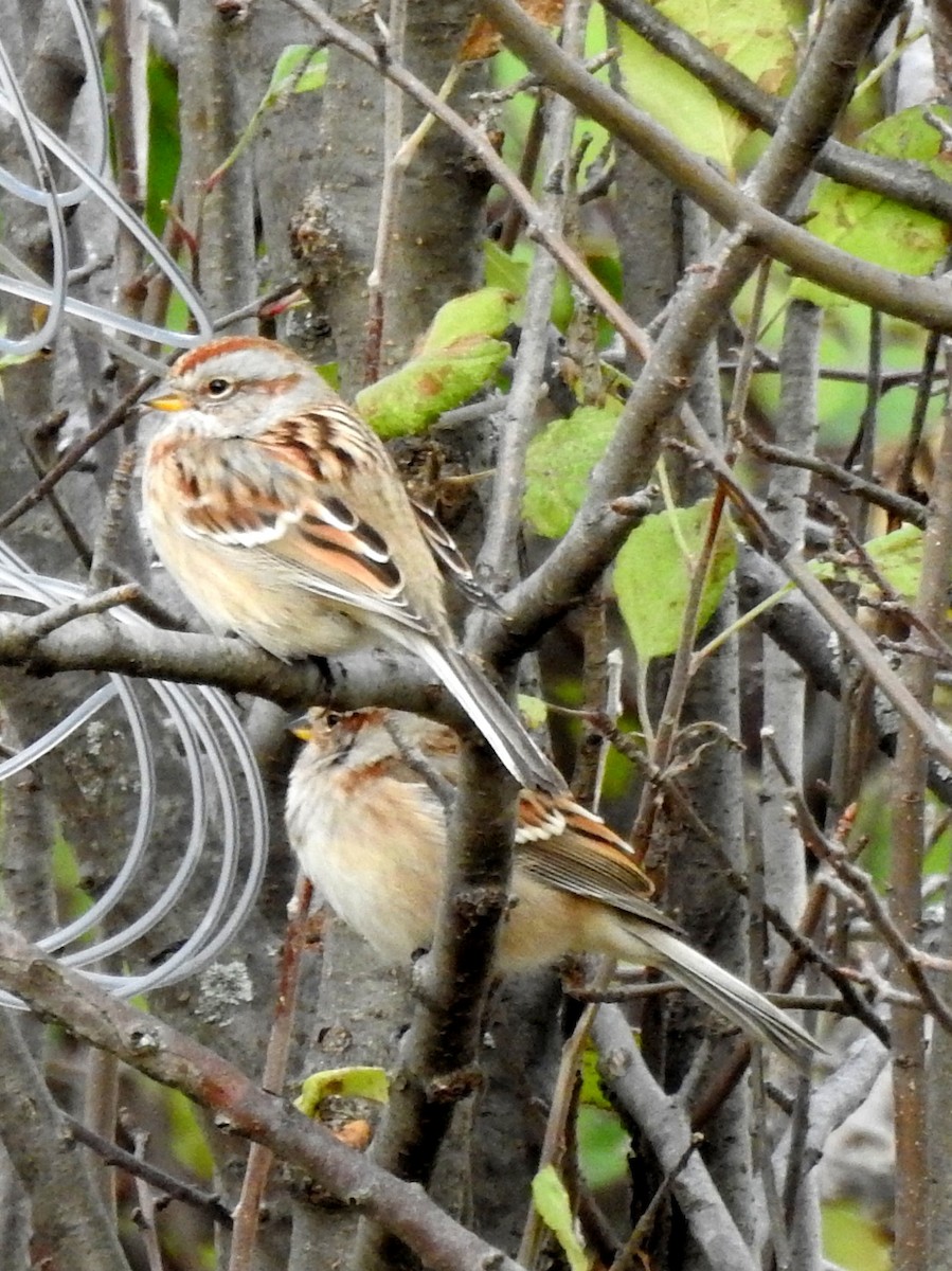 American Tree Sparrow - ML278796391