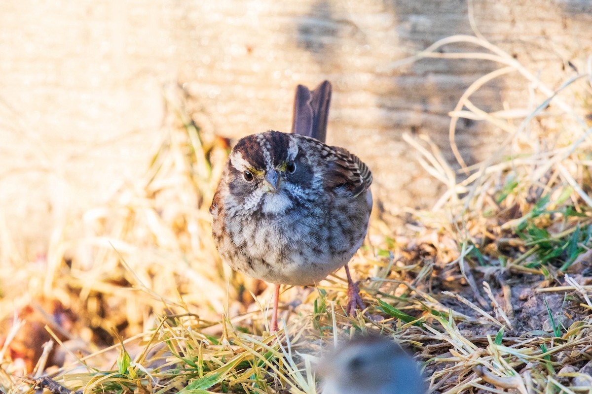 White-throated Sparrow - Bob Friedrichs