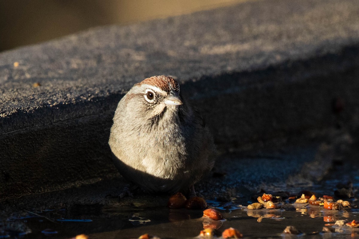 Rufous-crowned Sparrow - Bob Friedrichs