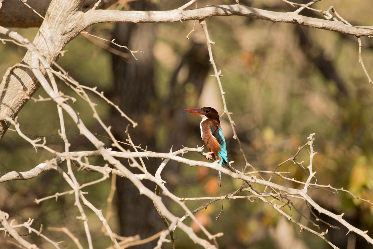 White-throated Kingfisher - Uday Kiran