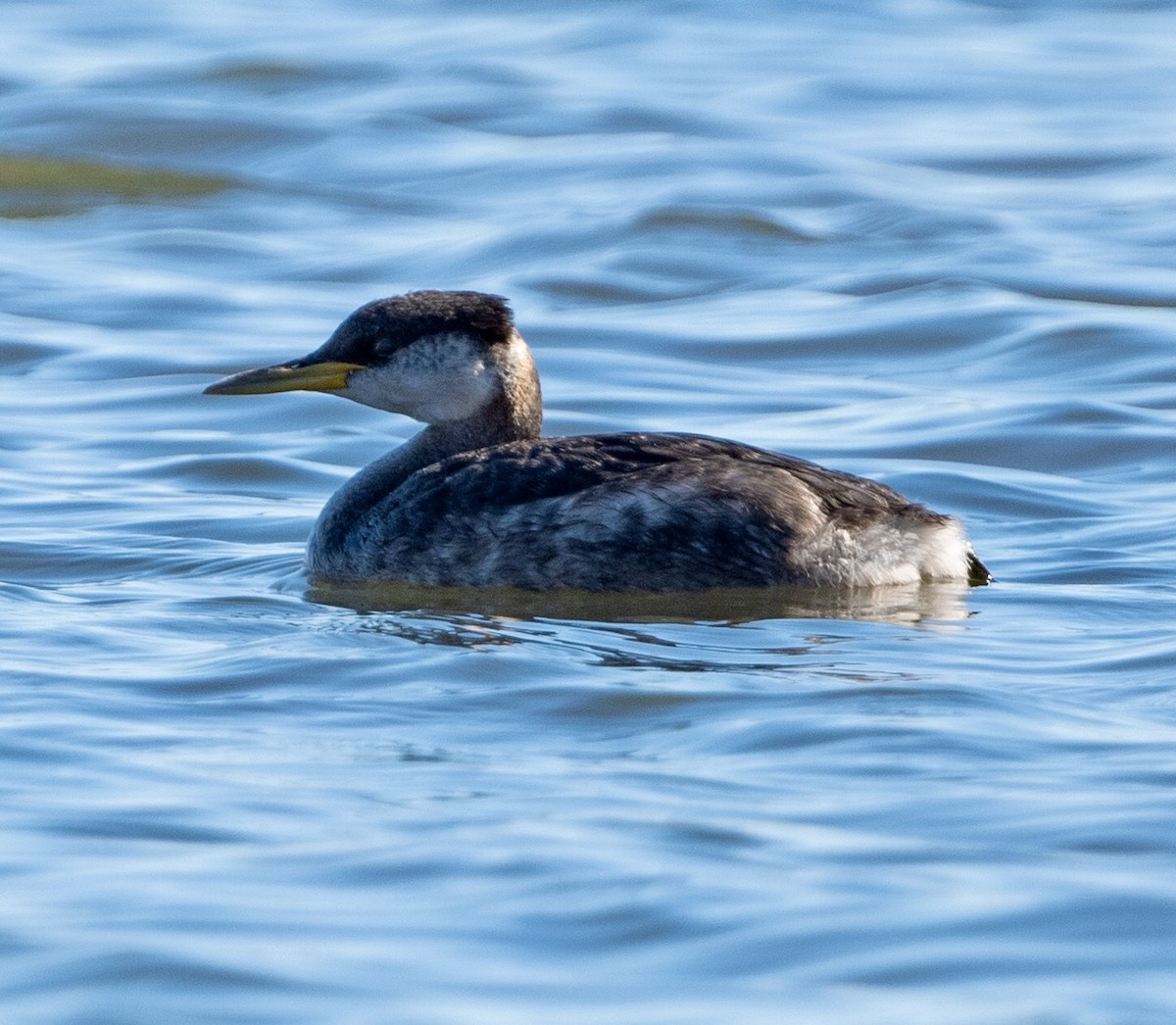 Red-necked Grebe - ML278806581