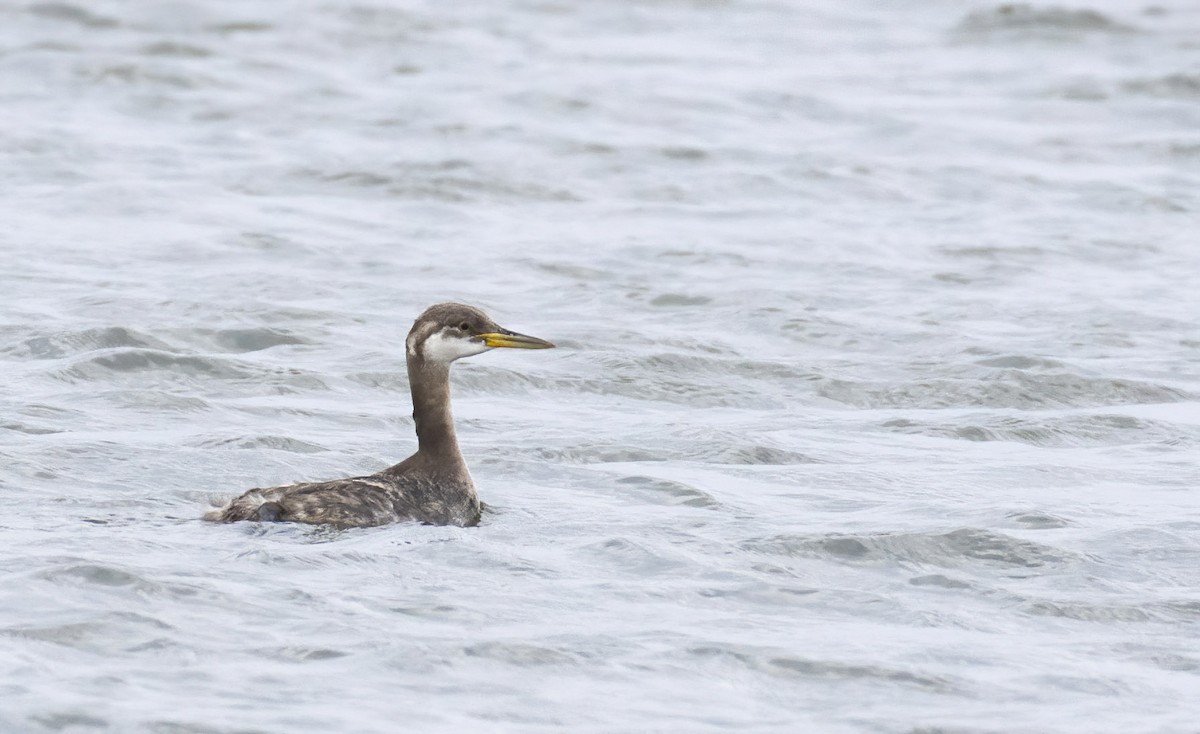 Red-necked Grebe - ML278814341