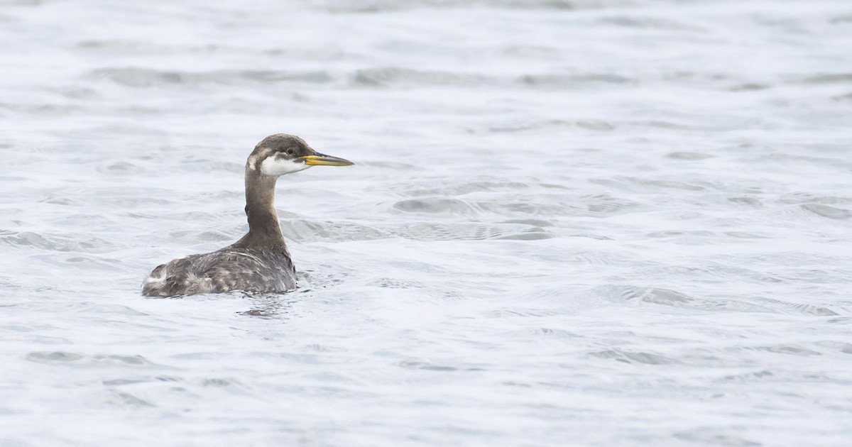 Red-necked Grebe - ML278814581