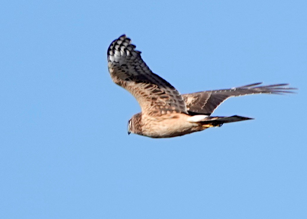 Northern Harrier - Peter Fang/ Gloria Smith