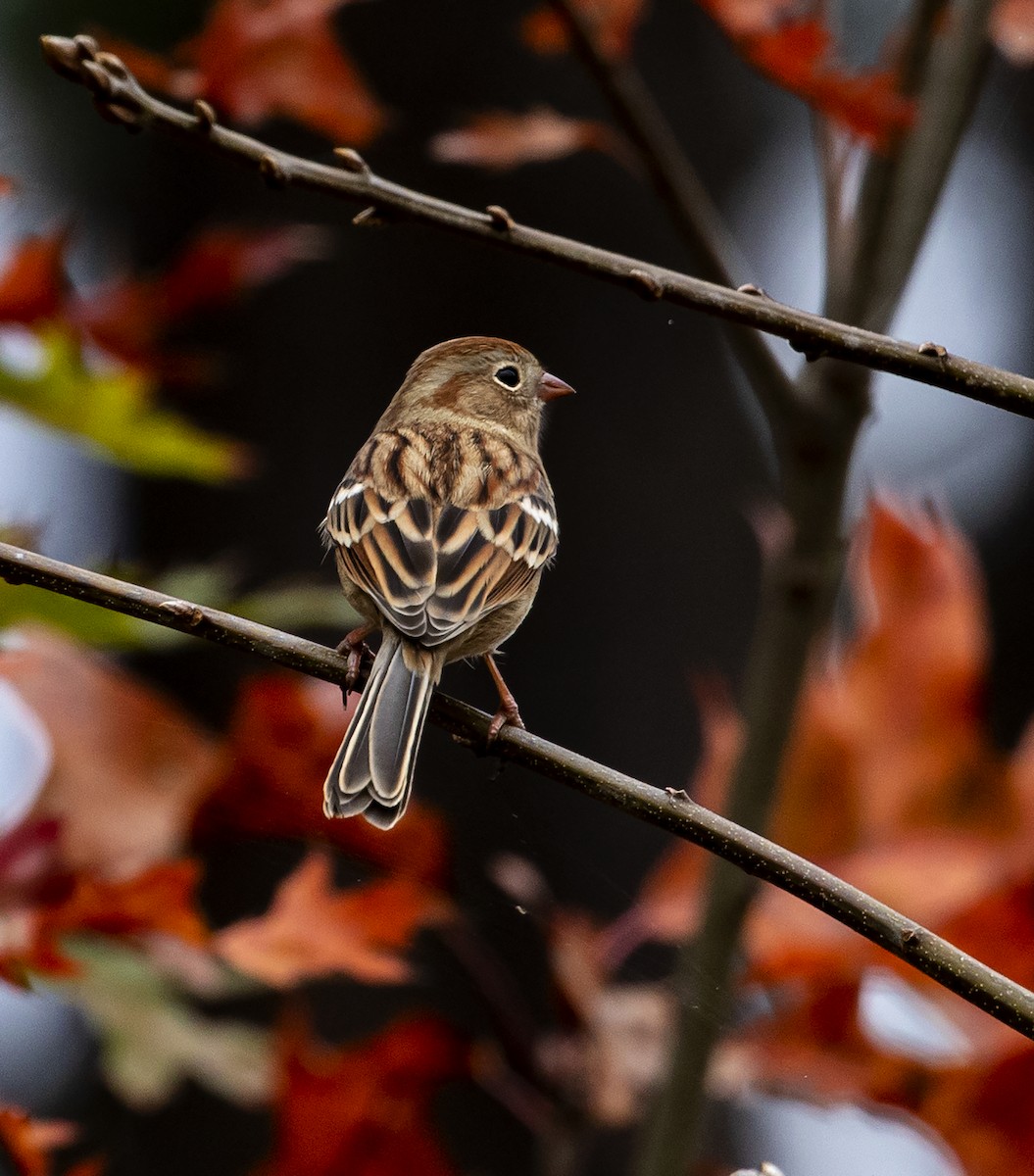 Field Sparrow - Jason Lott