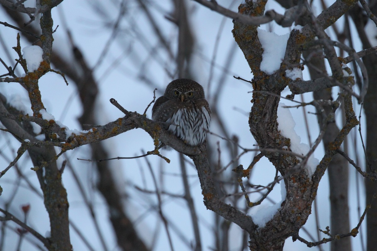 Northern Pygmy-Owl - Andrew Thomas 🦅🪶