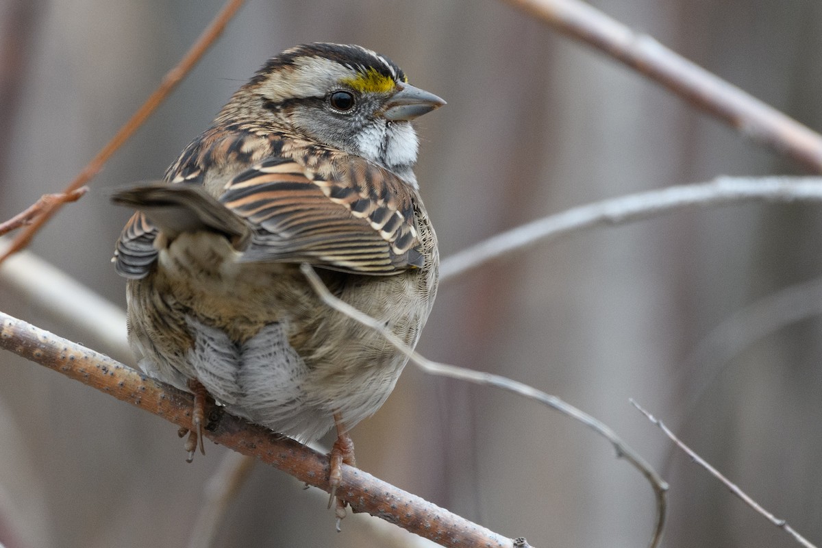 White-throated Sparrow - ML278824401