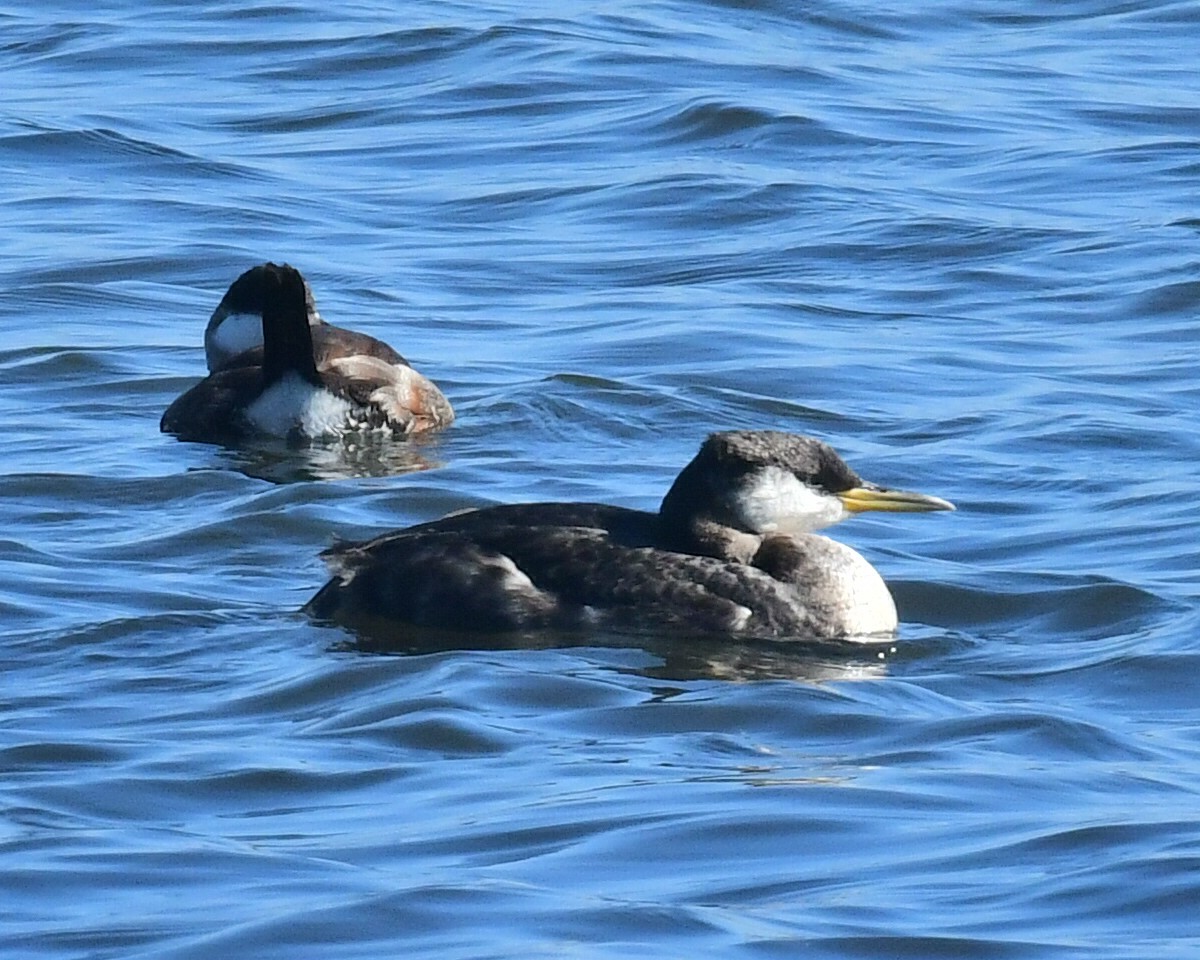 Red-necked Grebe - ML278825261