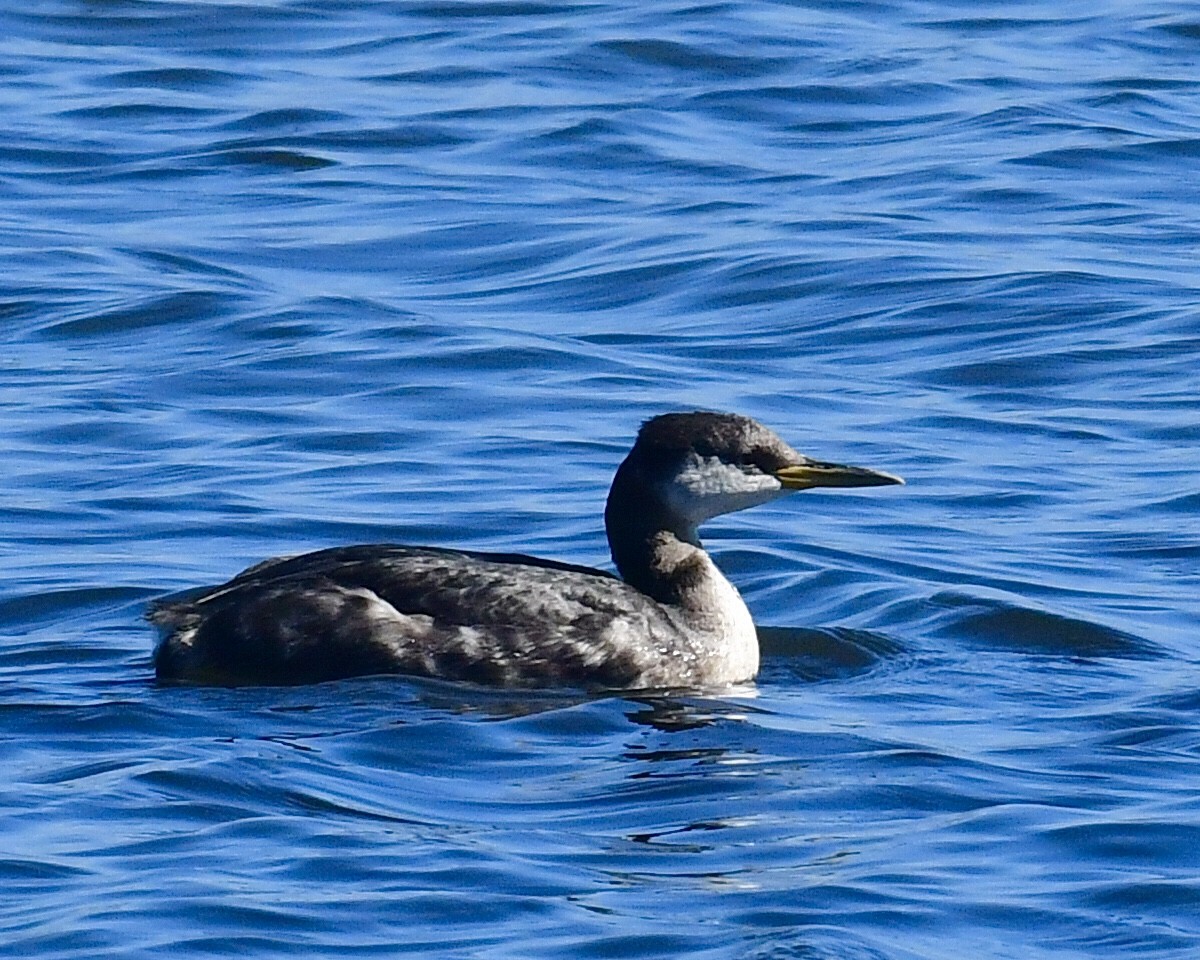 Red-necked Grebe - ML278825281