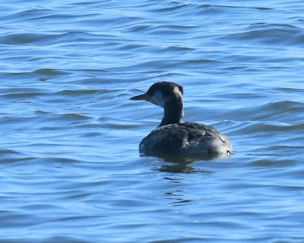 Red-necked Grebe - ML278825291