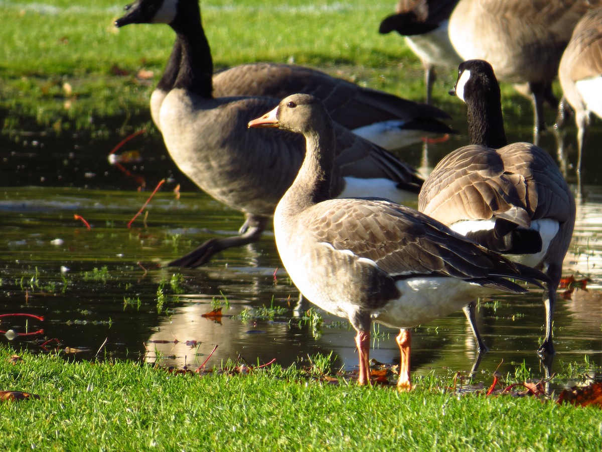 Greater White-fronted Goose - ML278830691