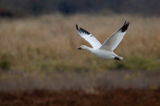 Snow Goose, ML278831921
