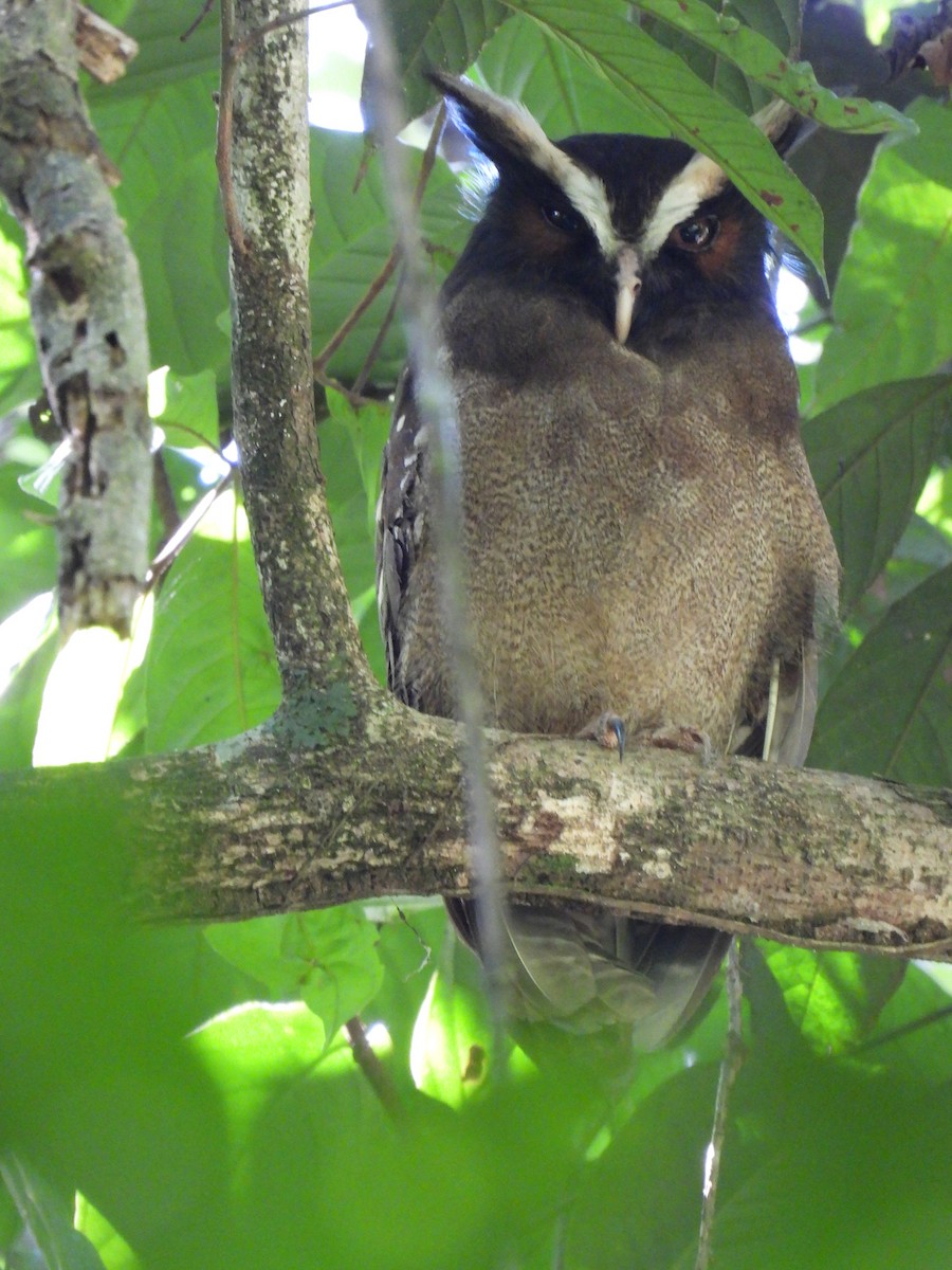 Crested Owl - ML278834991