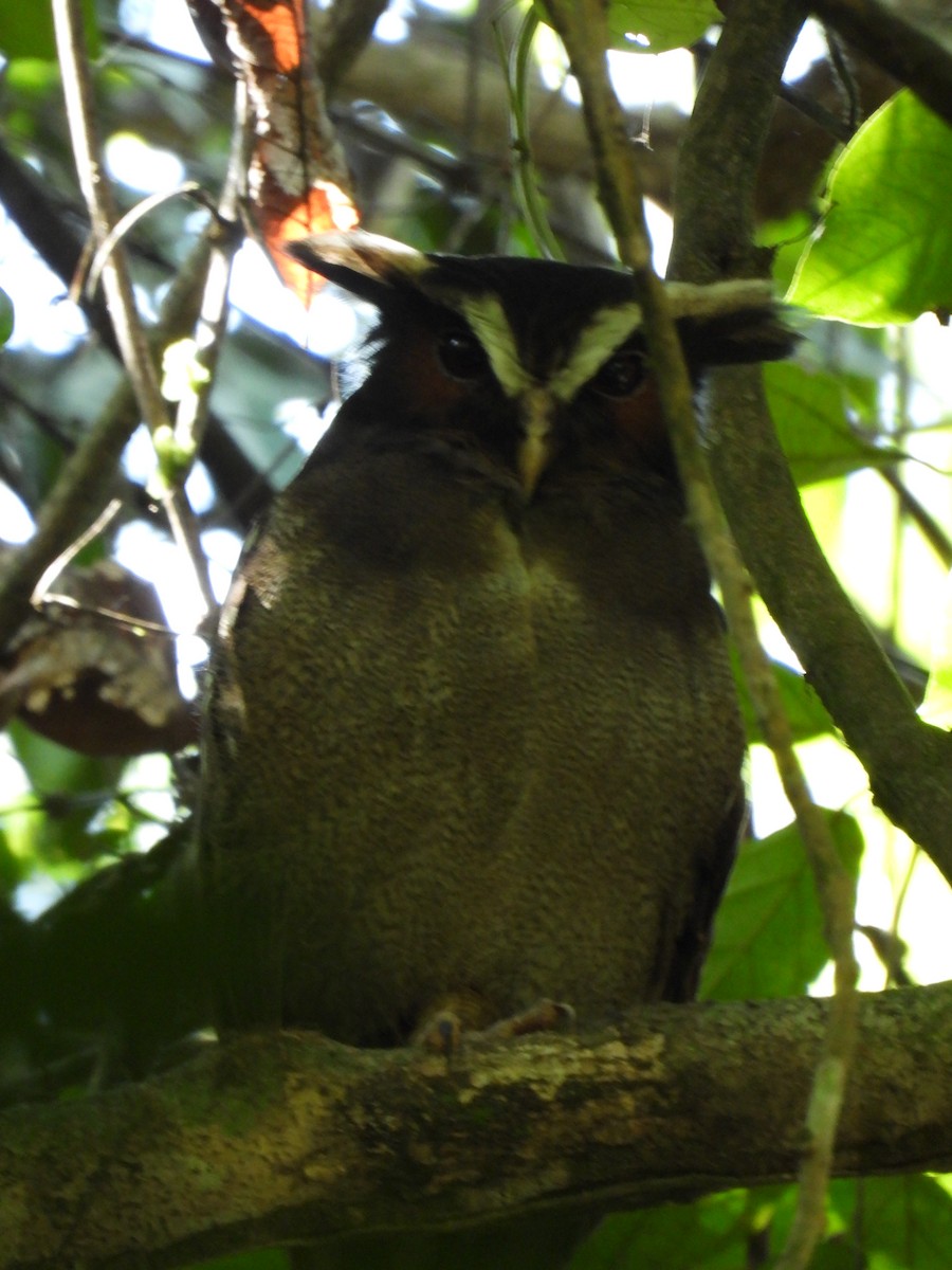 Crested Owl - ML278835001