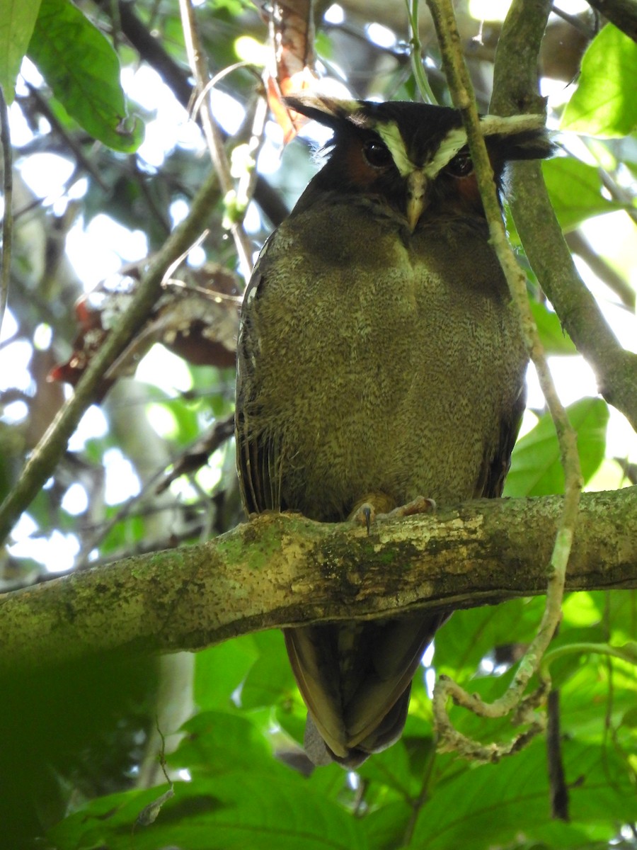 Crested Owl - ML278835041