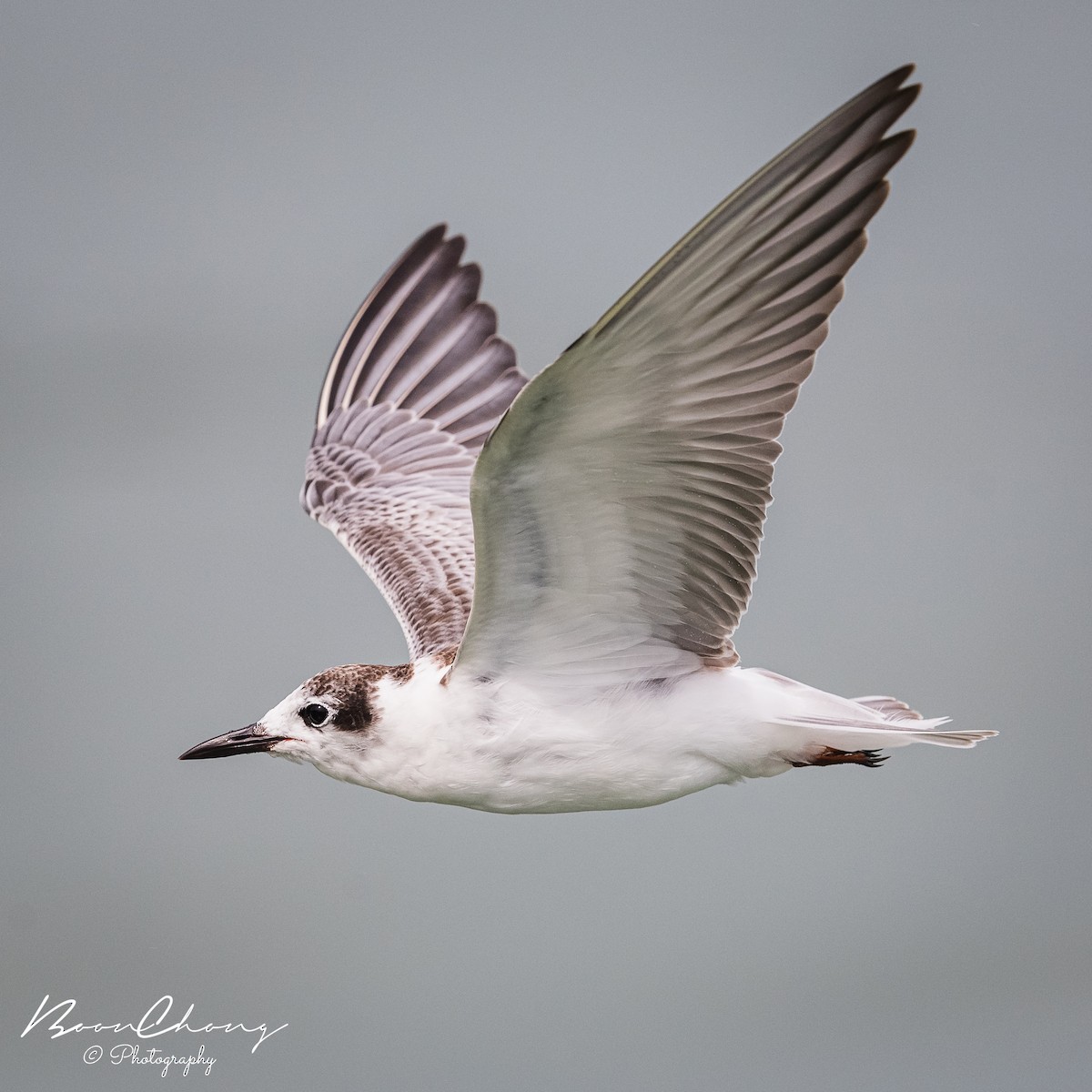 White-winged Tern - Boon Chong Chen