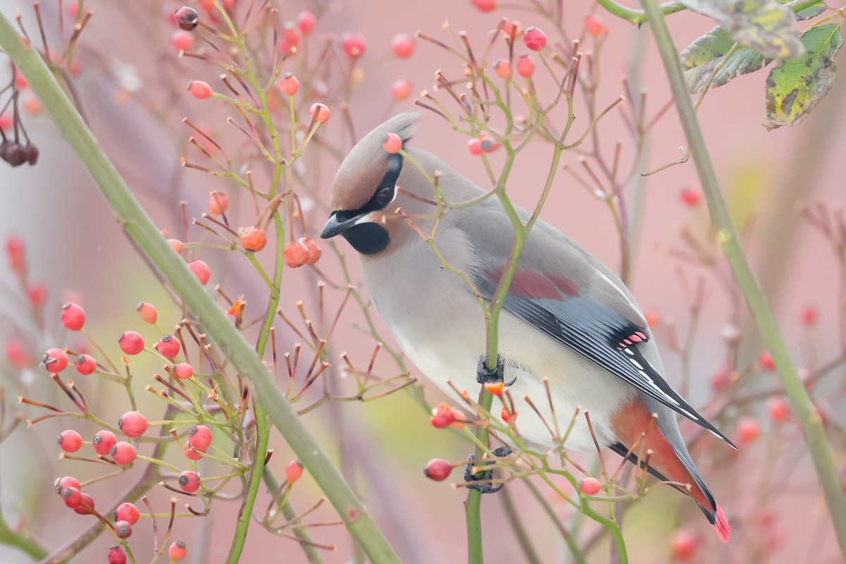Japanese Waxwing - ML278852151