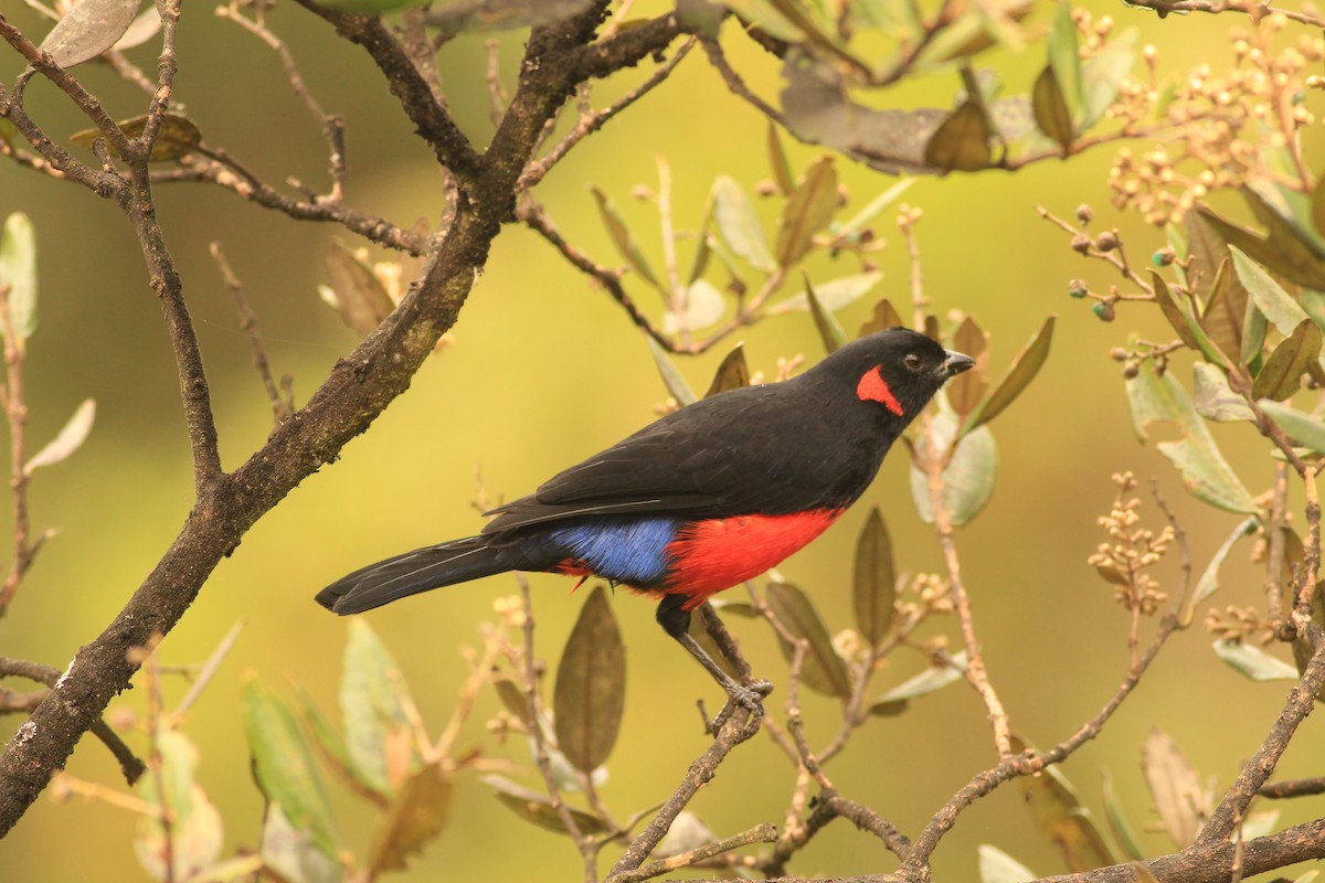 Scarlet-bellied Mountain Tanager - ML278852551