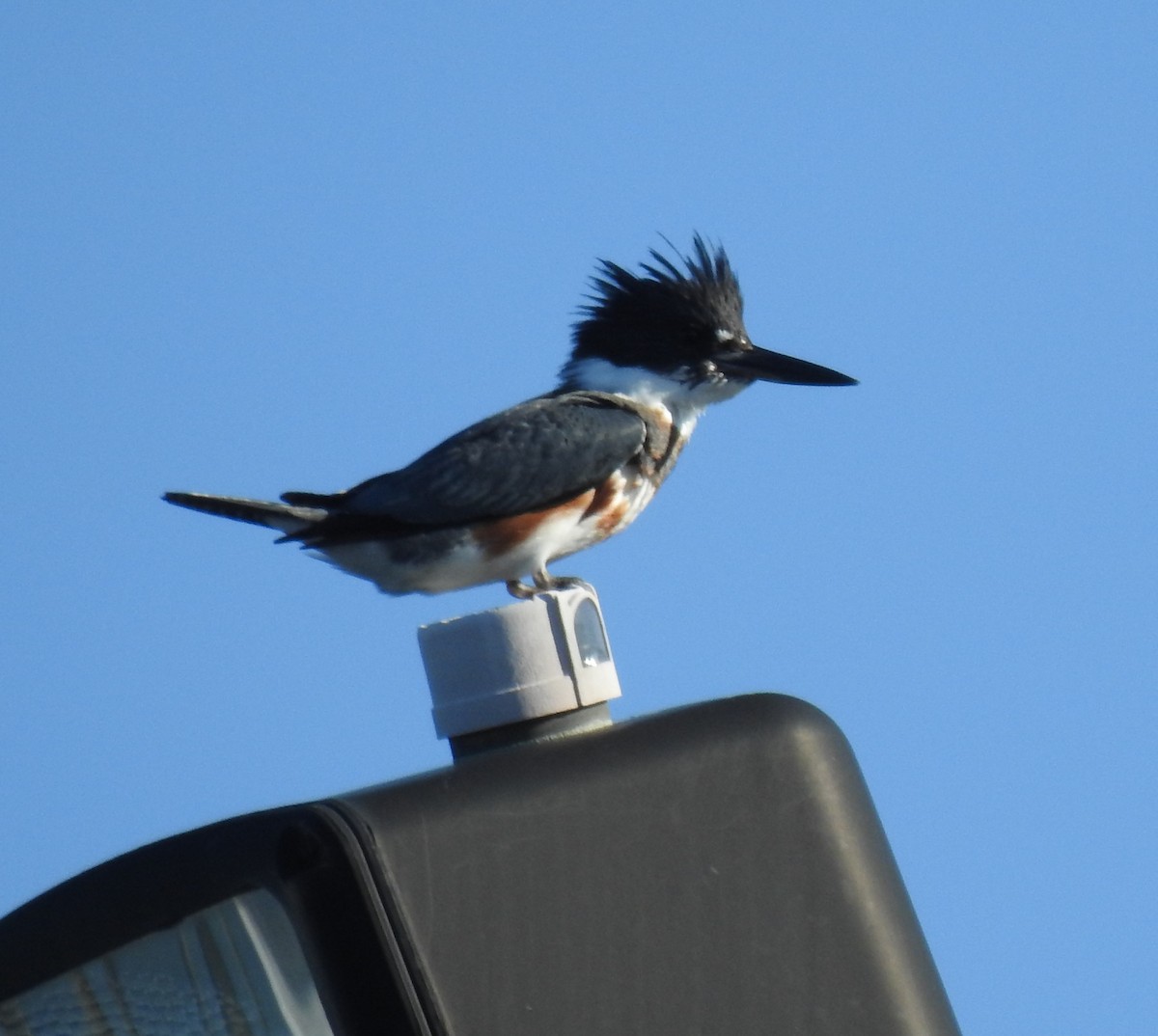 Belted Kingfisher - Harry Colestock