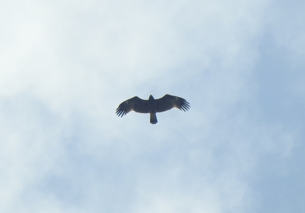 Greater Spotted Eagle - ML278869171