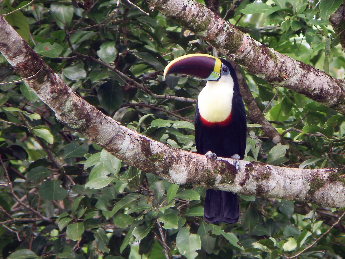 White-throated Toucan (Red-billed) - ML278873981