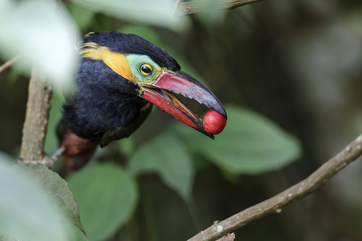 Golden-collared Toucanet (Red-billed) - Nick Athanas