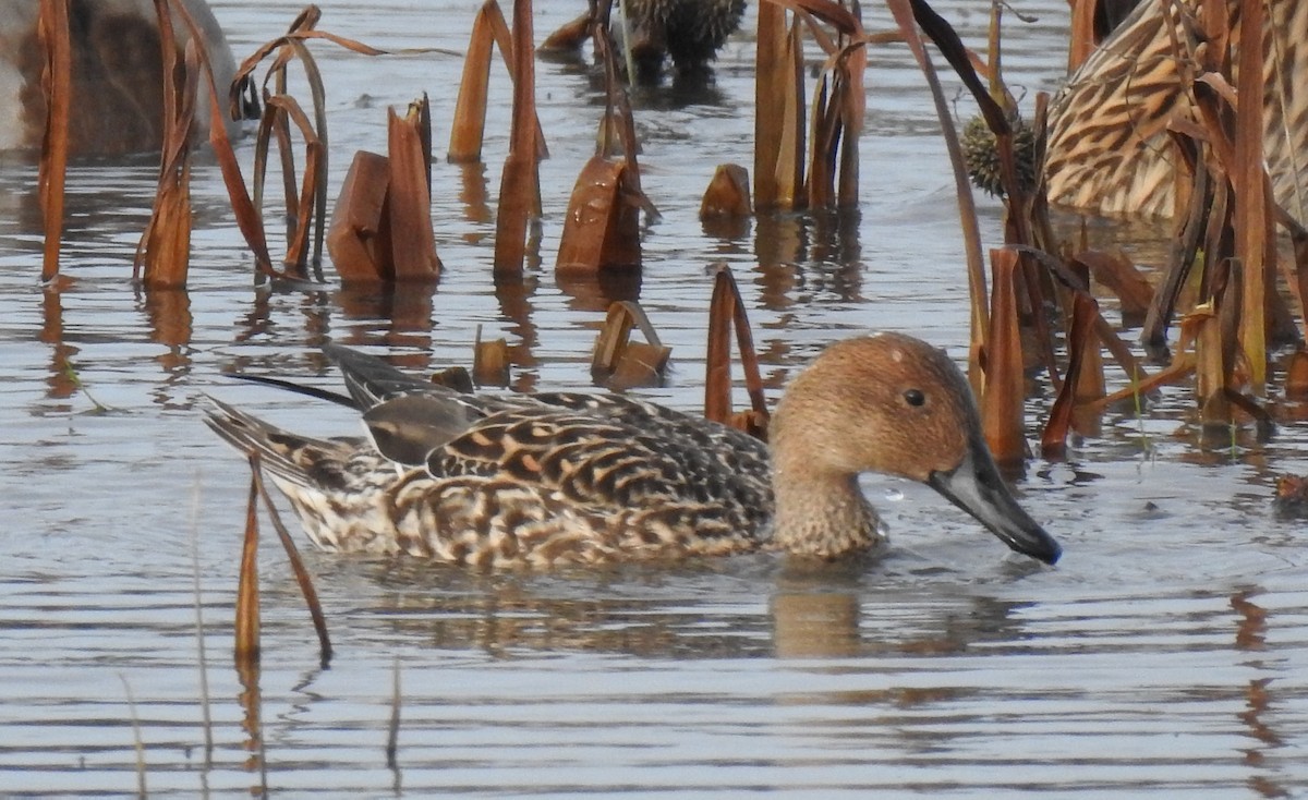 Northern Pintail - Alan Younger