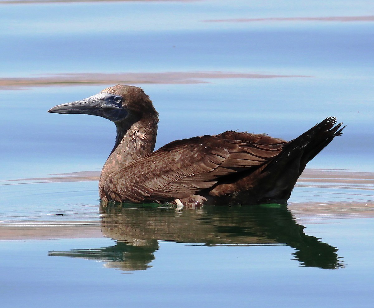 Brown Booby - ML278882311