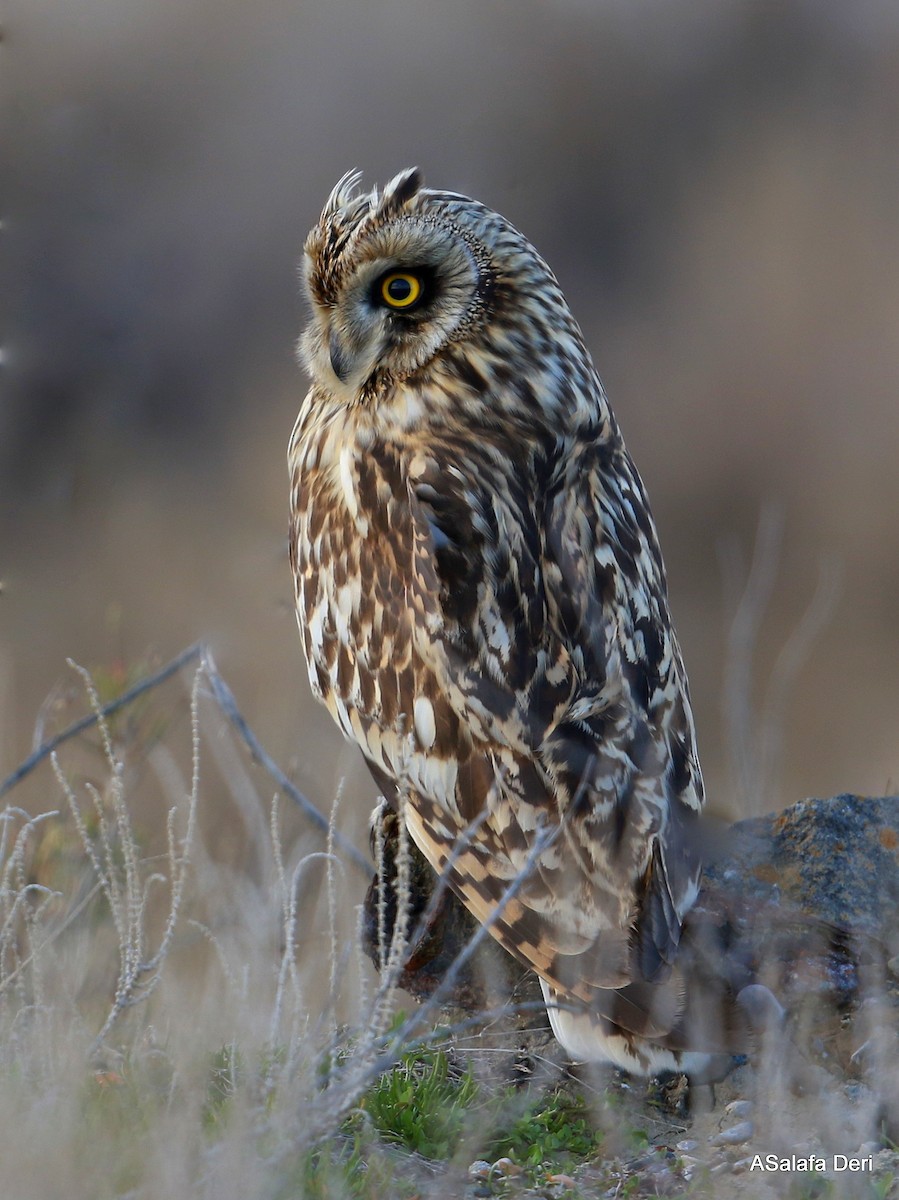 Short-eared Owl (Northern) - ML278885151
