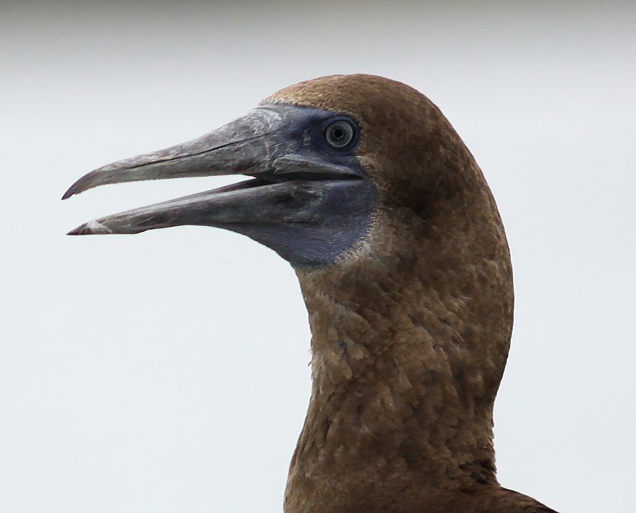 Brown Booby - ML278886881