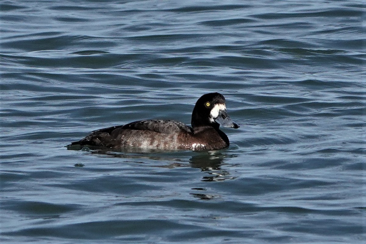 Greater Scaup - ML278894021