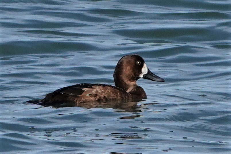 Greater Scaup - ML278894061
