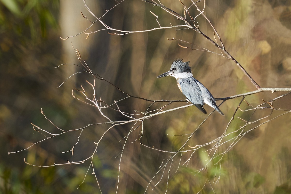 Belted Kingfisher - ML278894271
