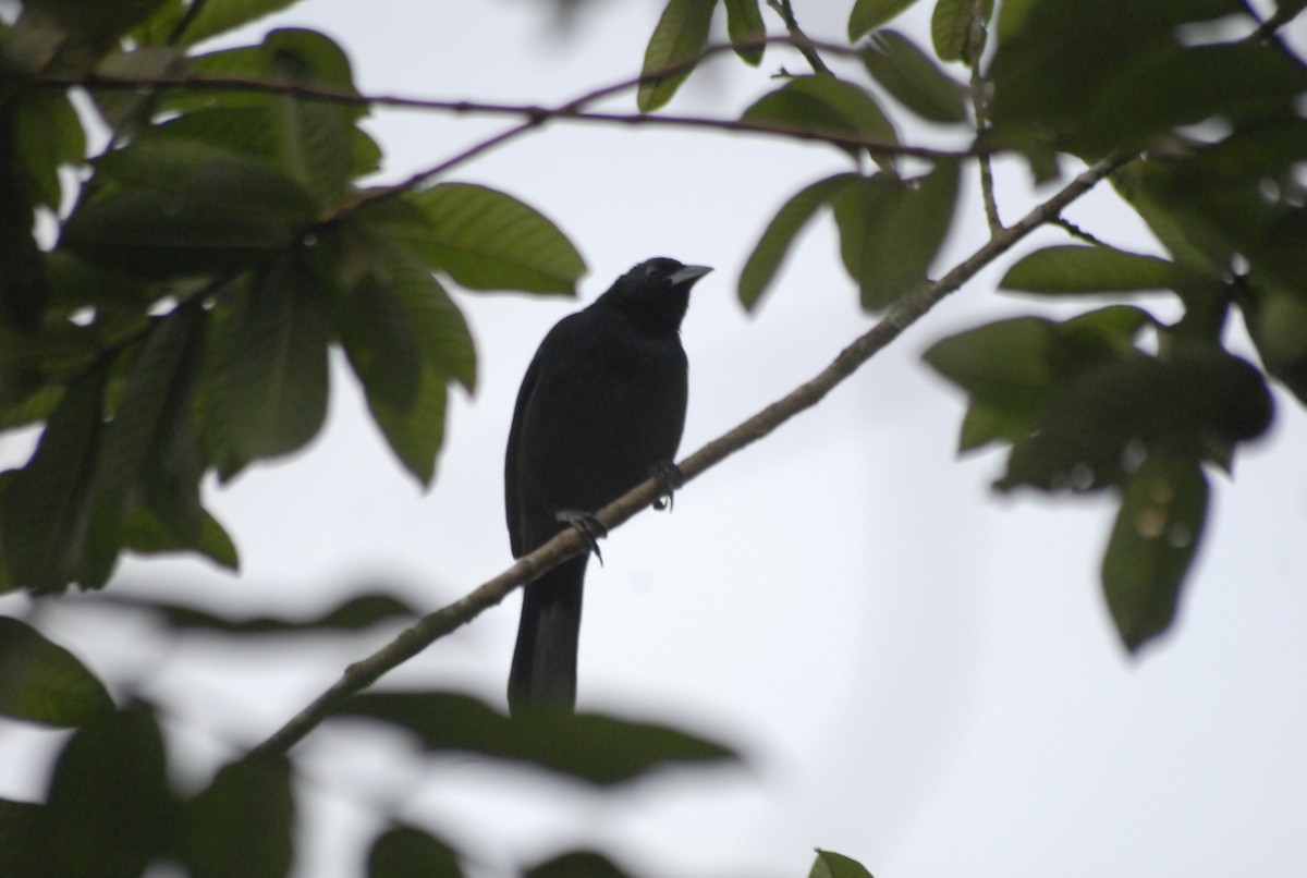 Melodious Blackbird - Hugo Foxonet