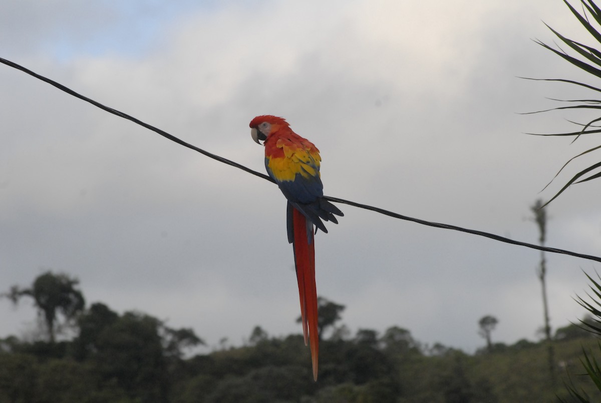 Scarlet Macaw - Hugo Foxonet